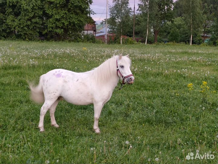 Лошадь пони (аппалуза)