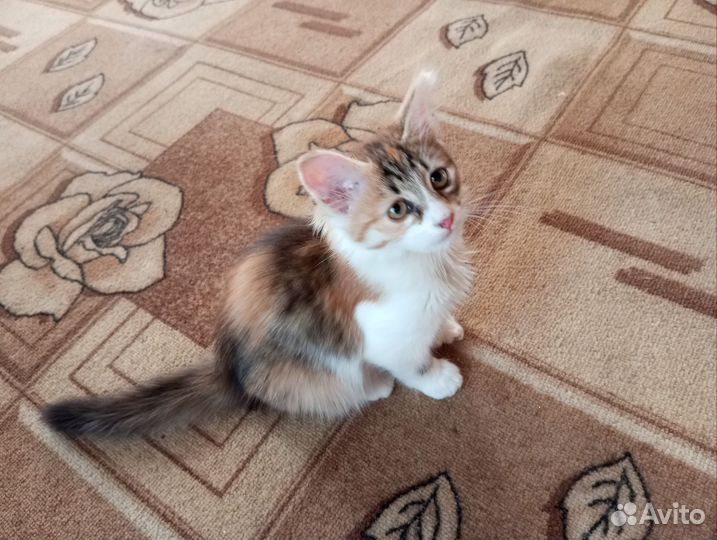 Котенок девочка