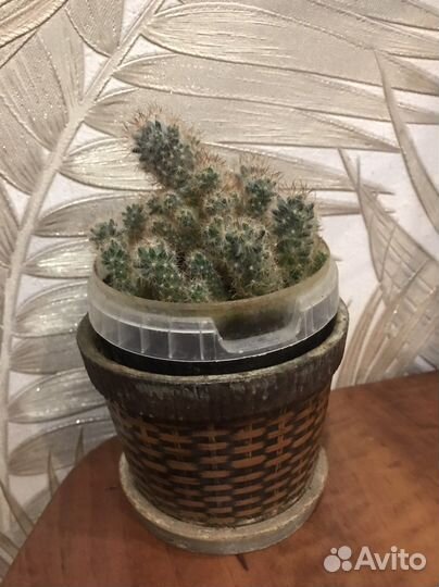 Кактус