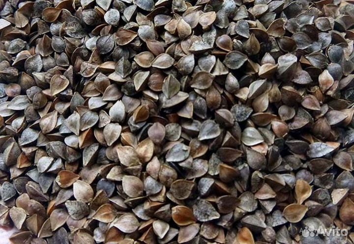 Семена гречихи