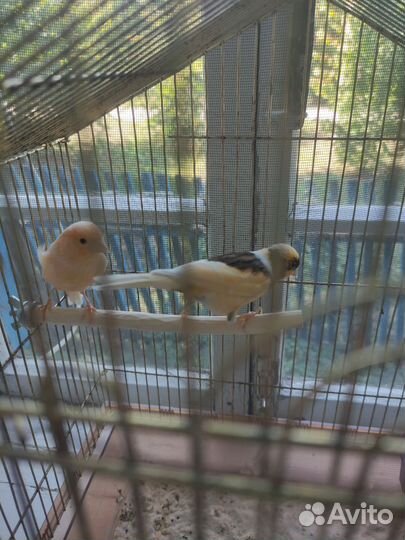 Кенара и канарейки