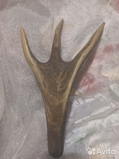 Рога рог оленя