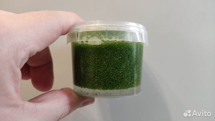 Вольфия (Wolffia)