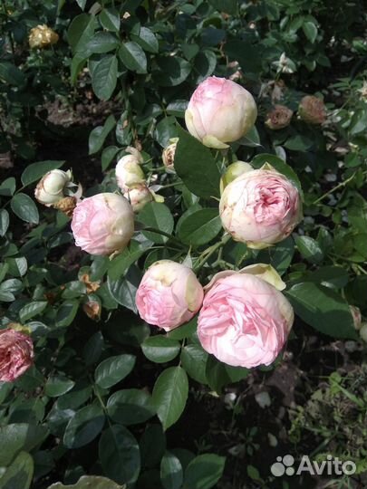 Английские розы 51сорт