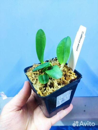 Орхидея. Лаелия.Laelia alaorii