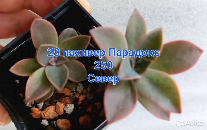 Суккуленты