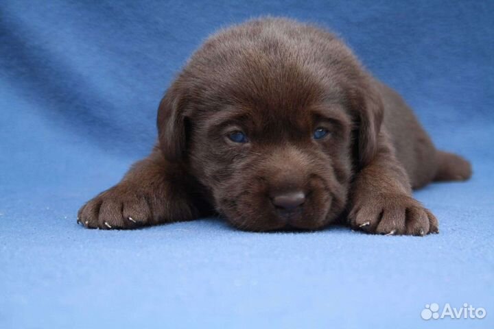 Шоколадный лабрадор