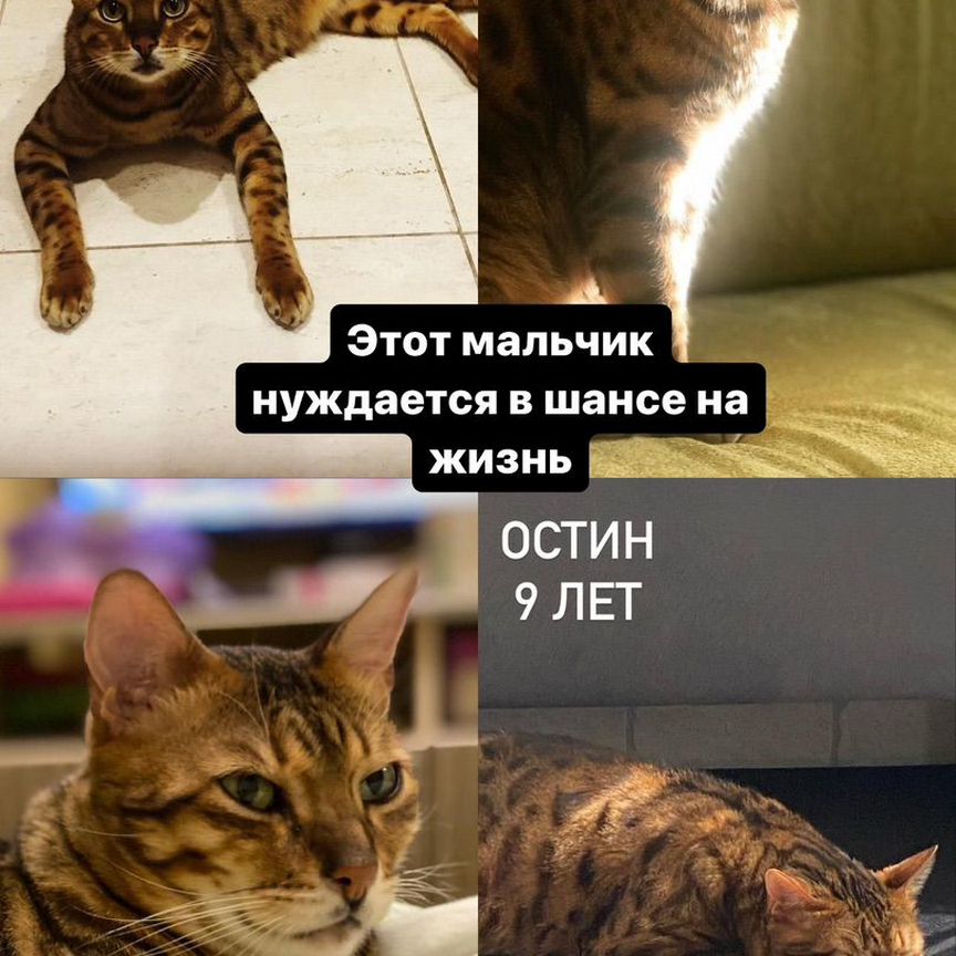 Кота ждет скорое усыпление. В ответственные руки