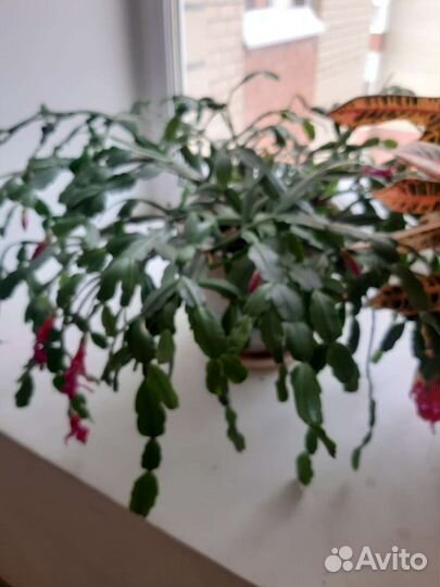 Комнатные цветы