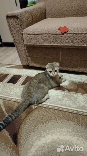 Шотландская кошечка
