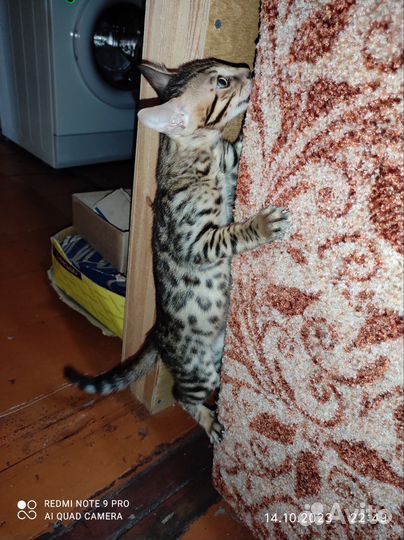 Бенгальские котята серебро