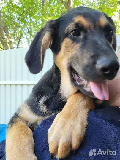 Восточно-европейская овчарка