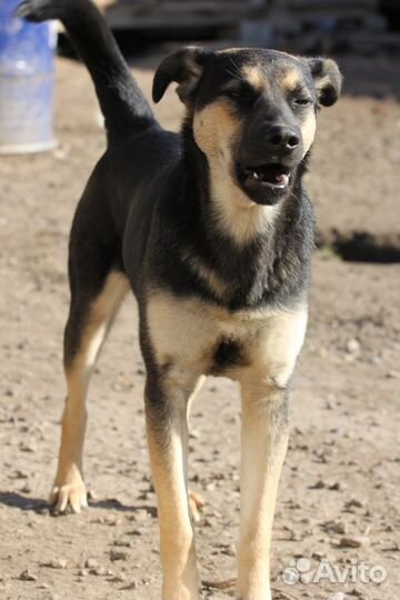 Собака Джастин