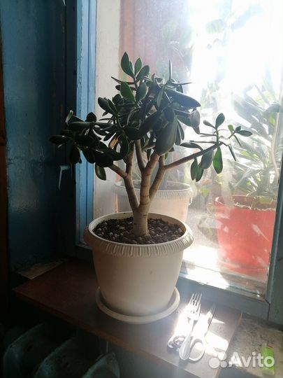 Цветы домашние в горшках