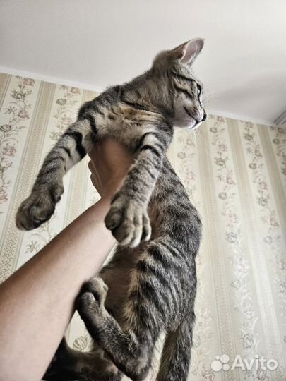 Отдам в добрые руки котёнка 3 месяца