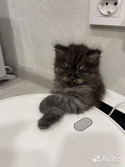 Британские котята