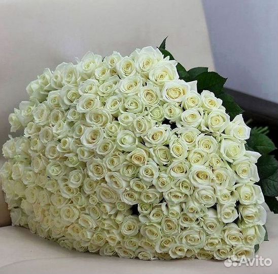 Розы гиганты 140 150 160 170 180 200