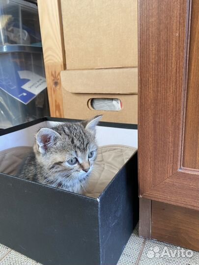 Мальчик британец