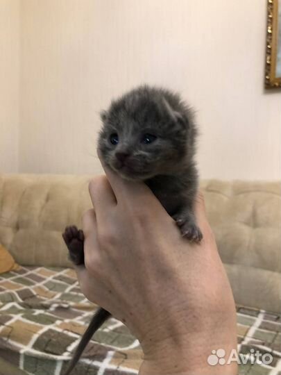 Вислоухие котята в добрые руки бесплатно