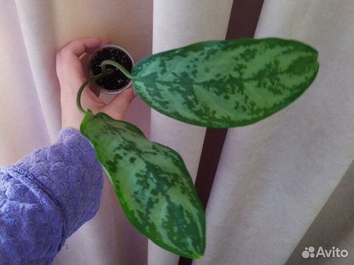 Аглаонема Силвер квин