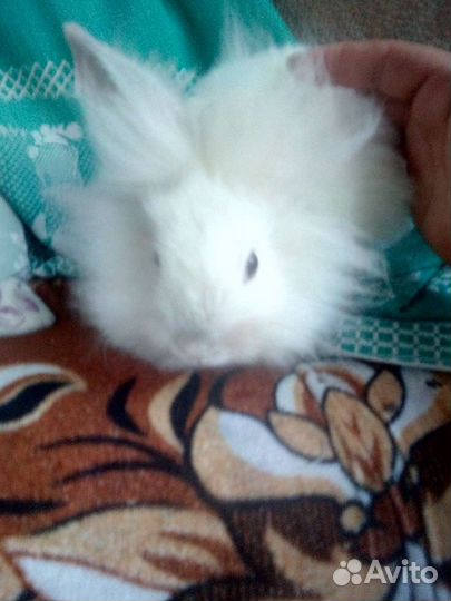 Декоративные кролики