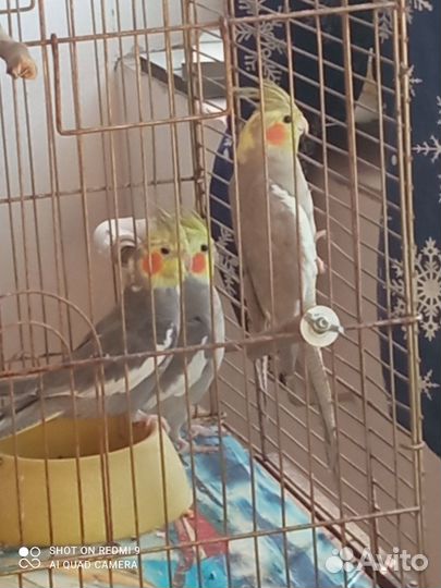 Попугай корелла девочка