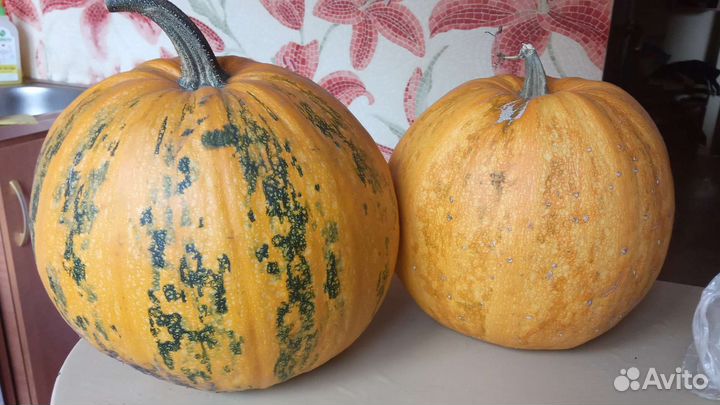 Тыква голосеменная Штирийская, семена