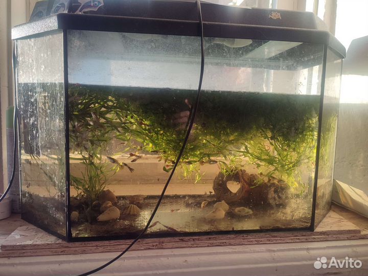Аквариум