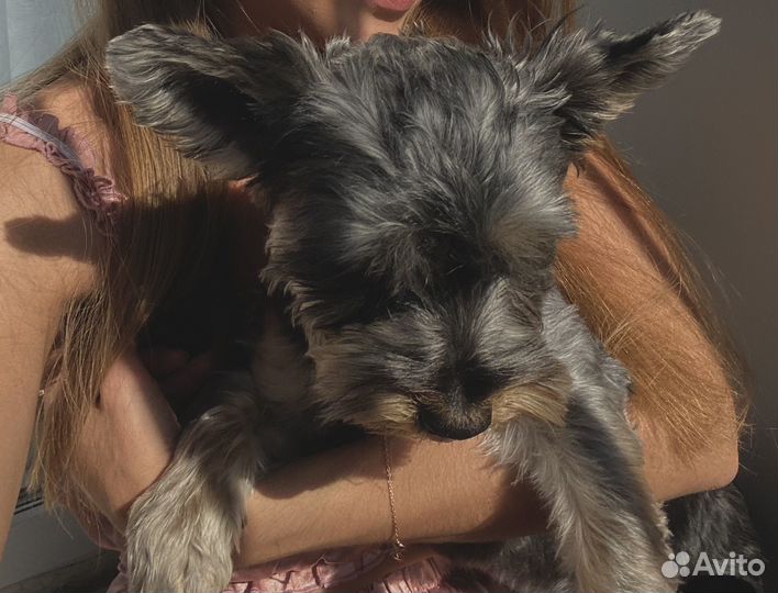 Собака йоркширский терьер