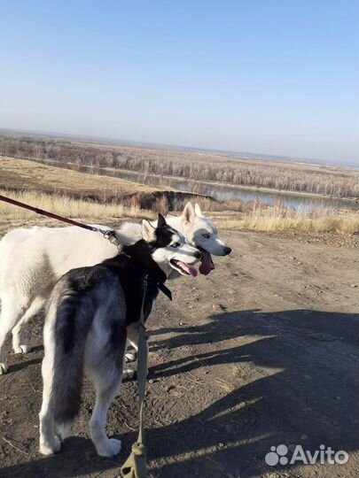Кобель хаски вязка