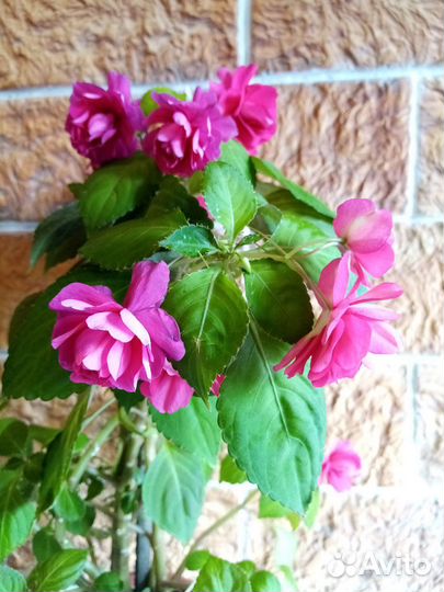 Комнатные цветы