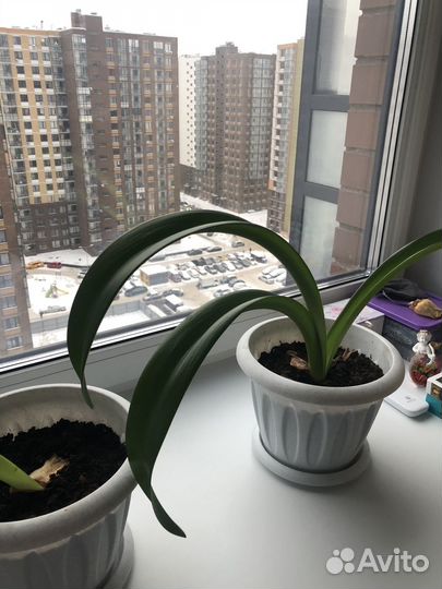 Гиппеаструм