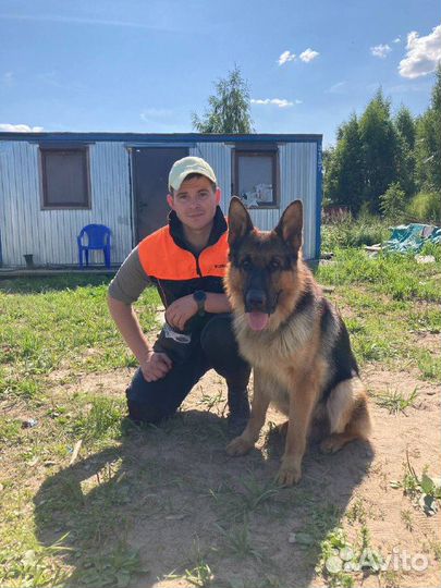 Кинолог. Дрессировка. Собаководство. Передержка