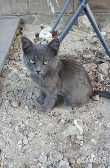 Кошки в добрые руки