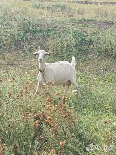 Козы козочки козлята