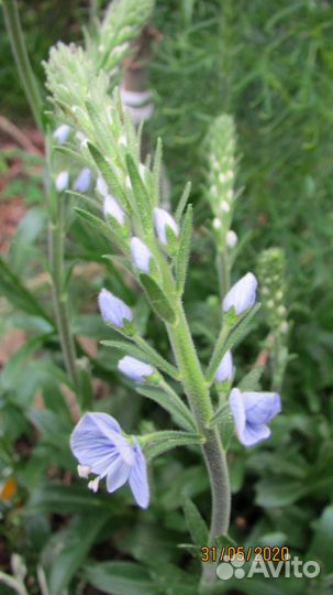 Вероника горечавковая