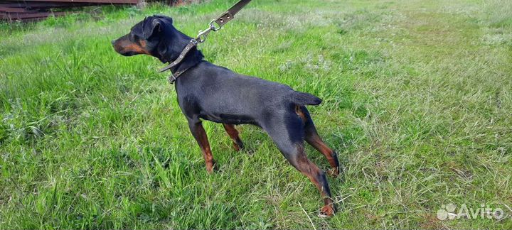 Ягдтерьет, сука