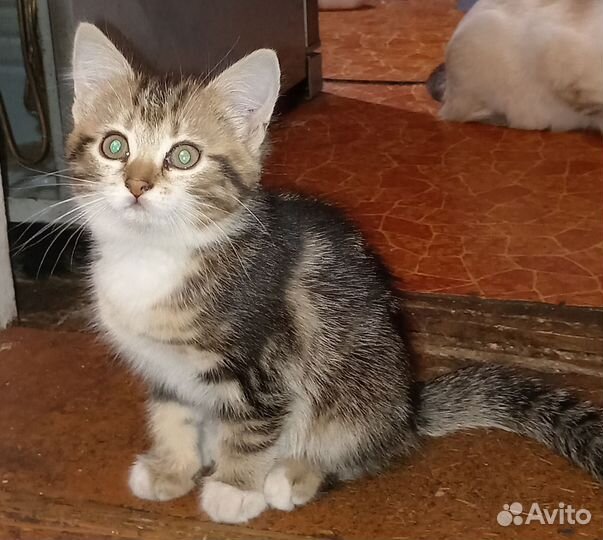 Котенок в добрые руки