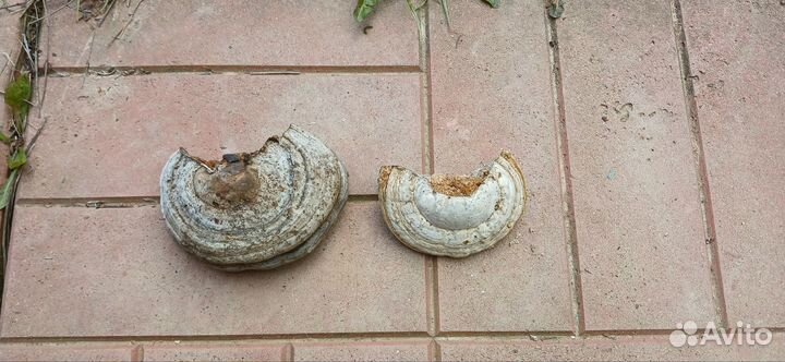 Трутовик настоящий