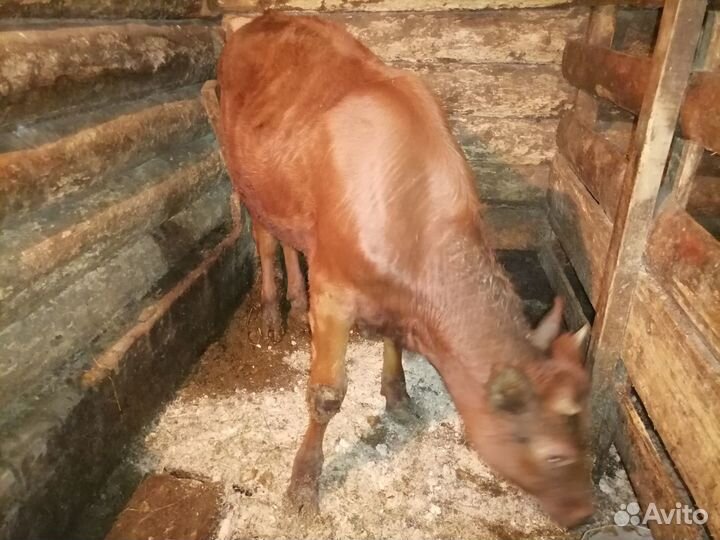 Айширская телка