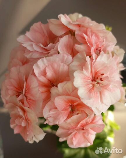 Пеларгония герань юв Анна Австрийская