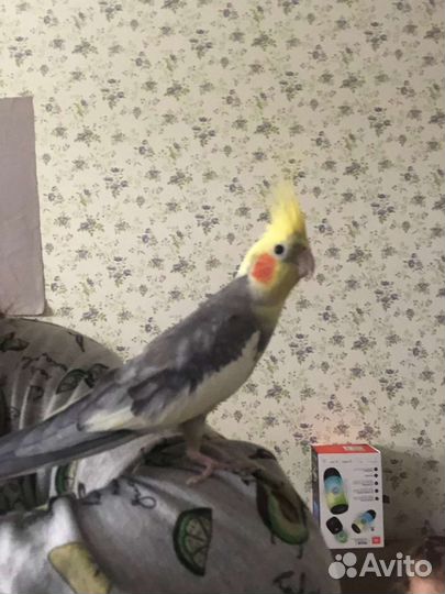 Попугай корелла пара с клеткой