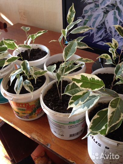Комнатные растения цветы Фикус Бенджамина Старлайт