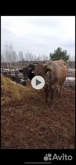 Быки телята на продажу