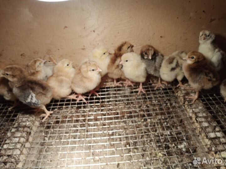 Цыплята