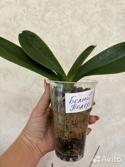 Орхидея бабочка