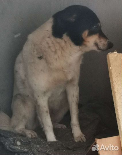 Собака в добрые руки