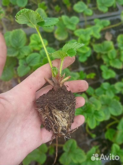 Рассада клубники (Саженцы земляники садовой)