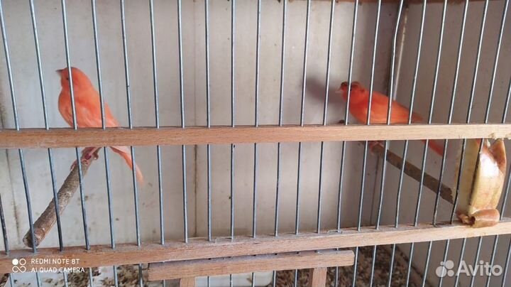 Кенара и канарейки