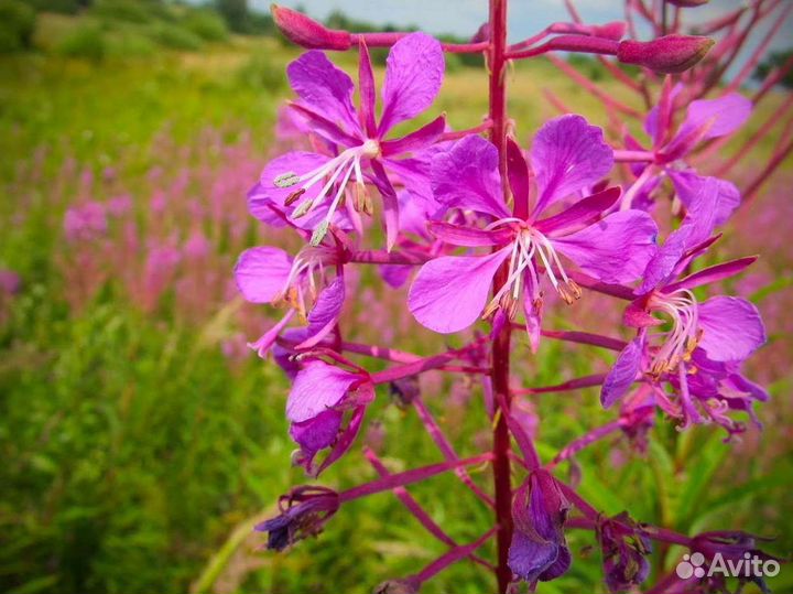 Иван-чай 1 кг настоящий, зож